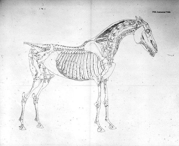 Femte anatomiska tabellen, från "The Anatomy of the Horse" (gravyr) av George Stubbs