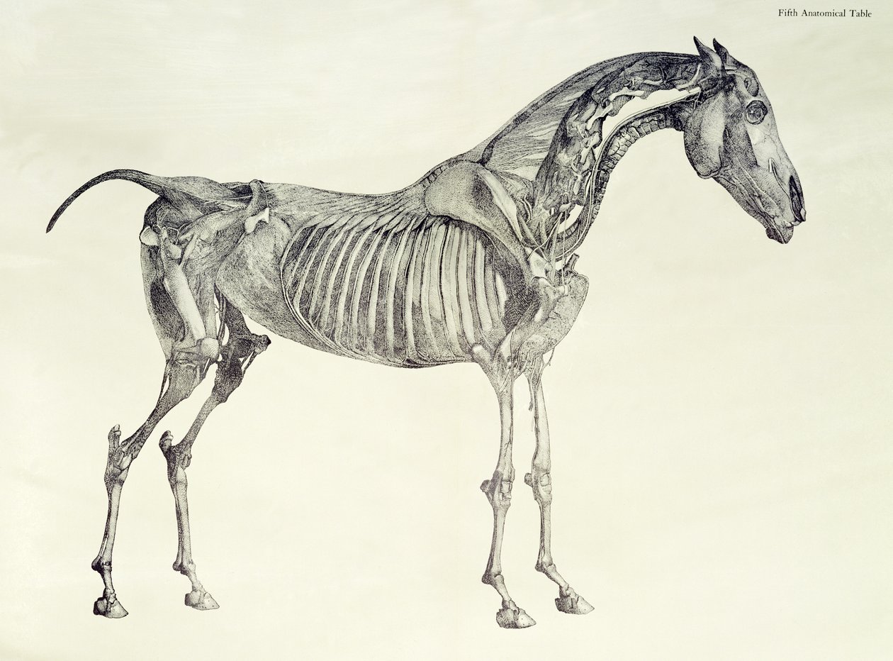 Femte anatomiska tabellen, från "The Anatomy of the Horse" av George Stubbs