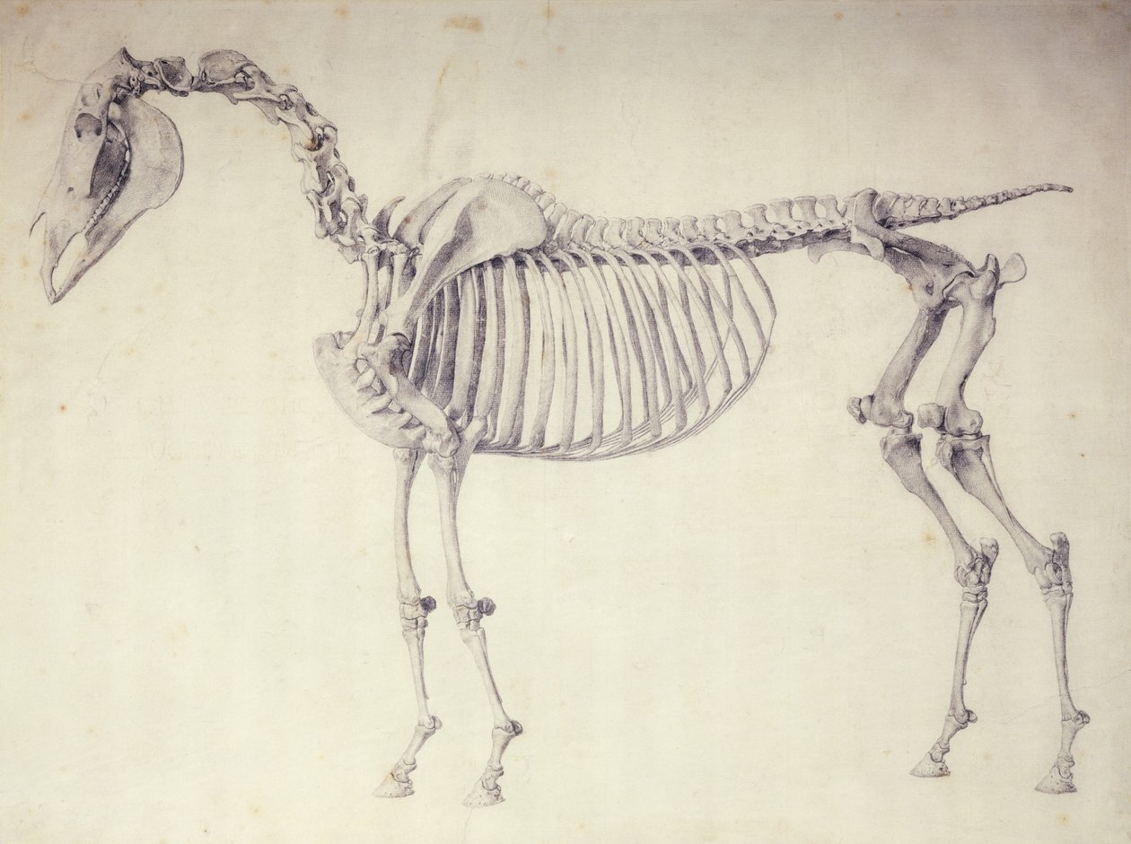 Femte anatomiska tabellen, från "The Anatomy of the Horse" av George Stubbs