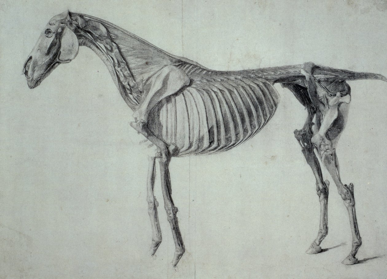 Avslutad studie för det femte anatomiska bordet för en häst (grafit på papper) av George Stubbs