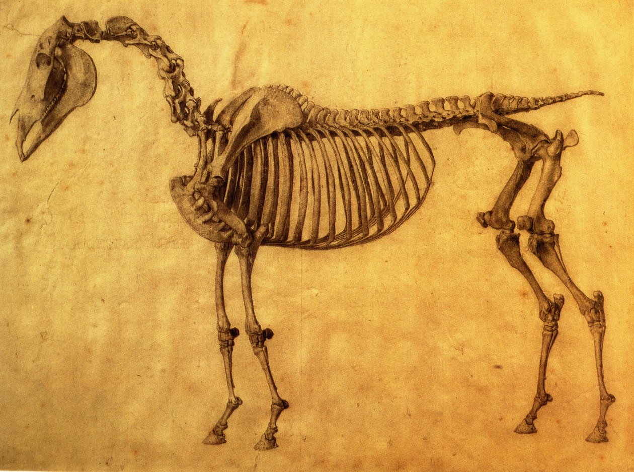 Avslutad studie för det första skelettbordet på en häst, ca. 1766 (grafit på papper) av George Stubbs