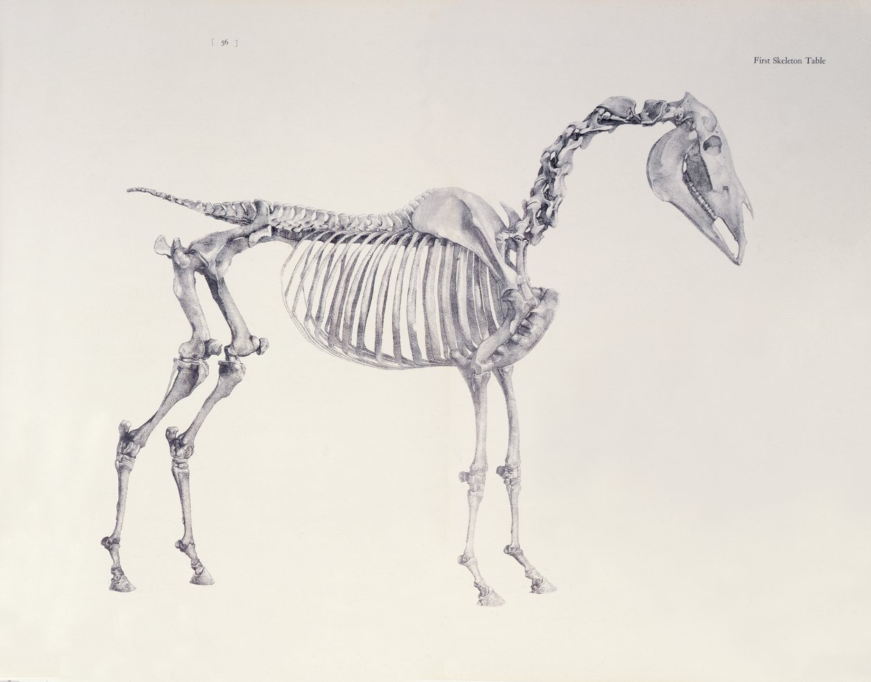 Första skelettbordet, från "Hästens anatomi". av George Stubbs