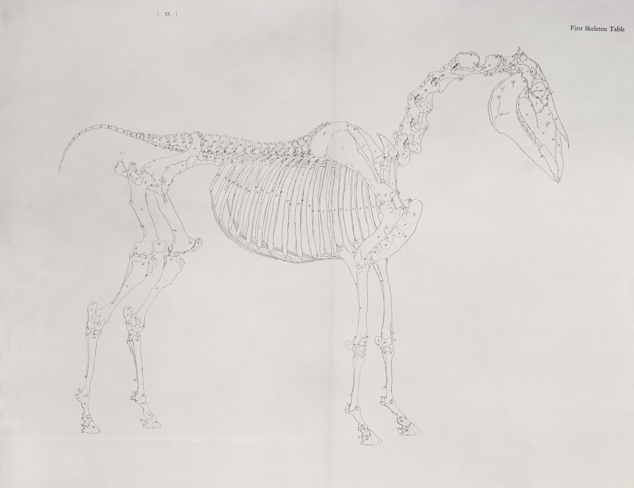 Första skelettbordet, från "The Anatomy of the Horse" av George Stubbs