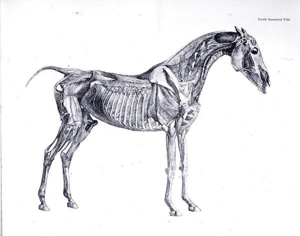 Fjärde anatomiska tabellen, från "Hästens anatomi" (gravyr) av George Stubbs
