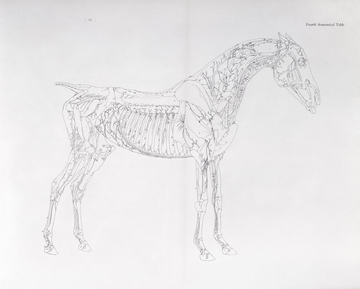 Fjärde anatomiska tabellen, från "The Anatomy of the Horse" av George Stubbs