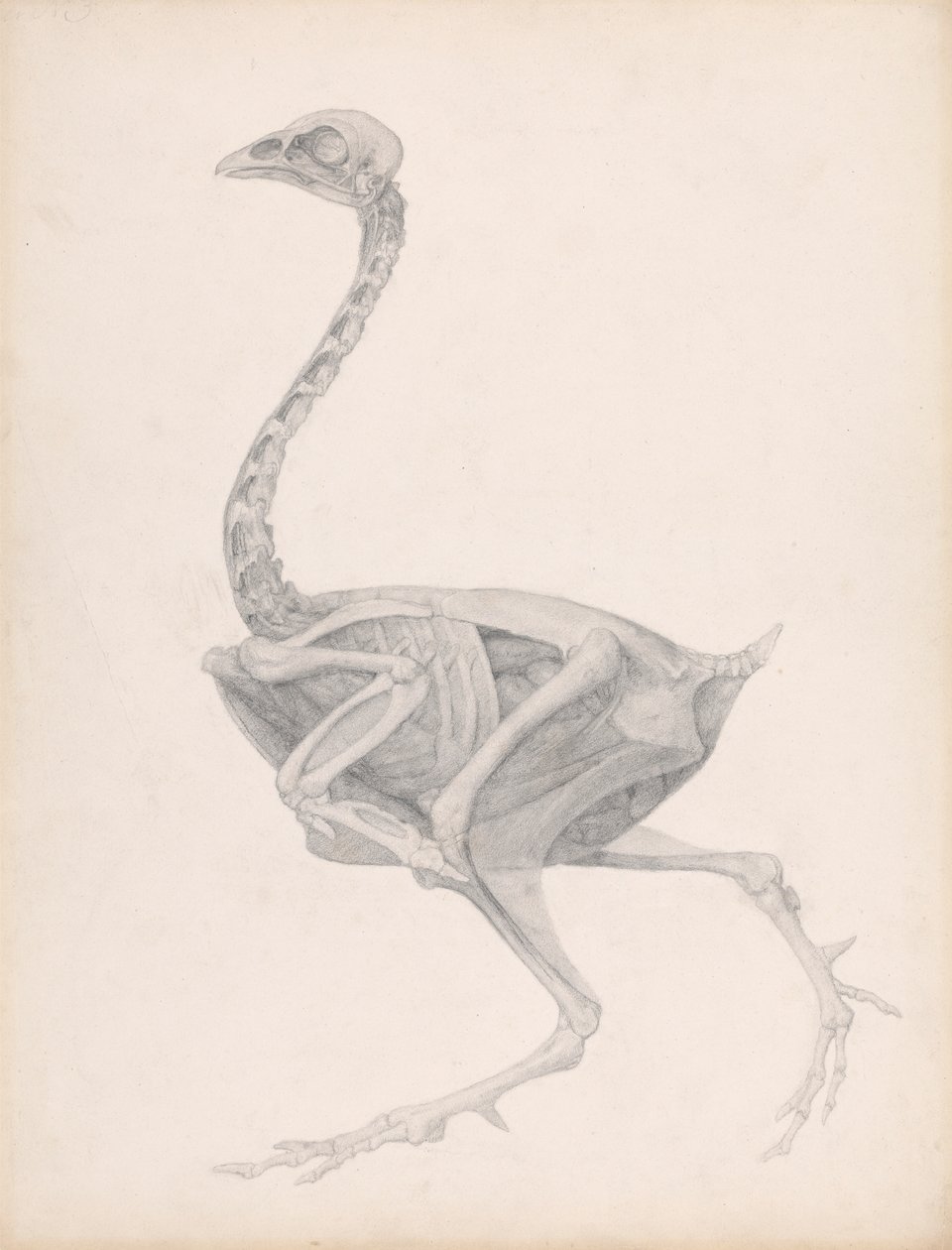 Fågelkropp, sidovy (högt avslutad studie för en opublicerad tabell; visar det sista steget i dissekering) av George Stubbs