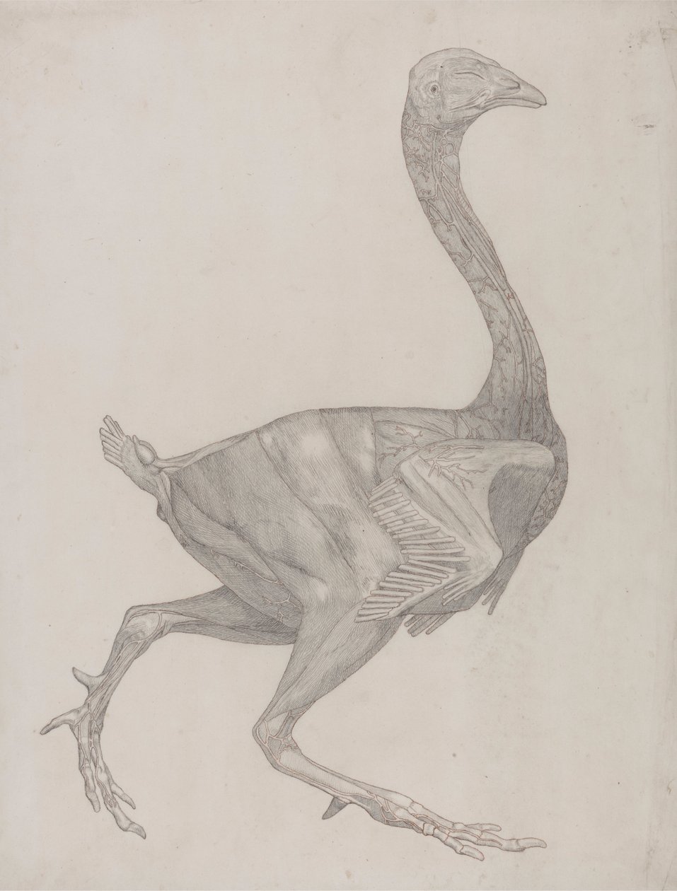 Fågelkropp, sidovy (troligen förberedd för överföring till tallriken för gravering av tabell XV) av George Stubbs