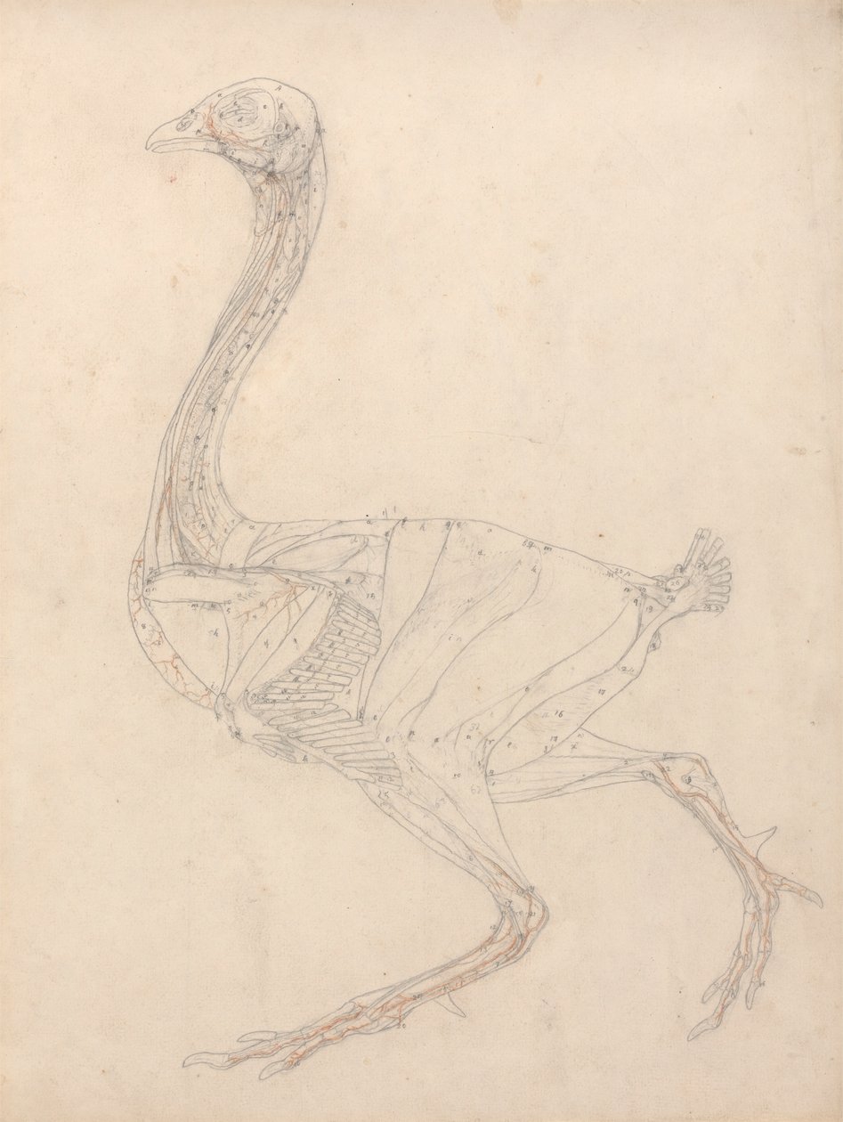 Hönskropp, sidovy (studie för nyckelfiguren till tabell XV) av George Stubbs