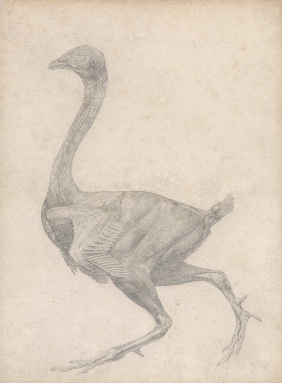 Fågel, sidovy, med hud och underliggande skikt borttagna (avslutad studie för tabell XV) av George Stubbs