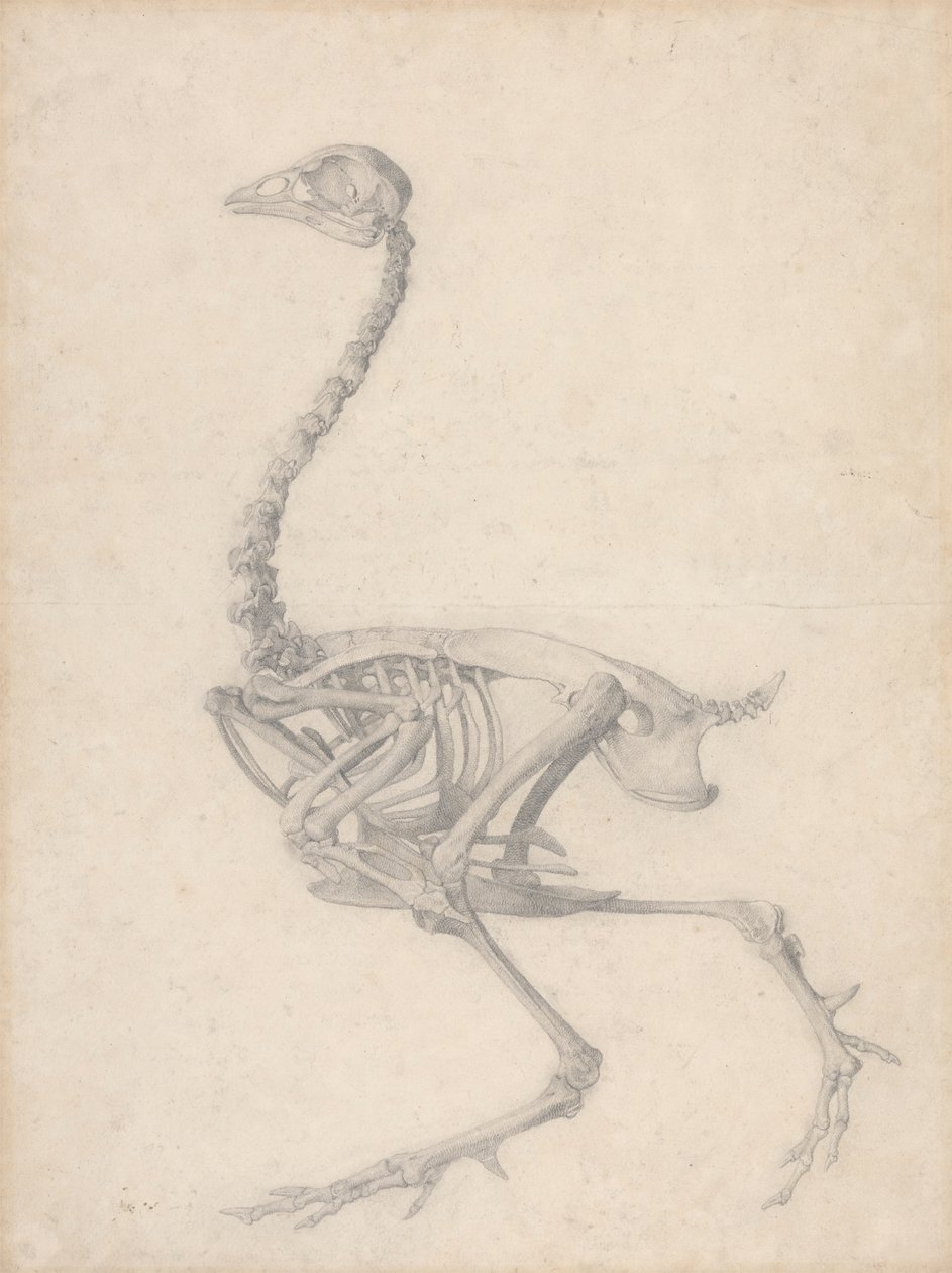 Fågelskelett, sidovy (avslutad studie för tabell V) av George Stubbs