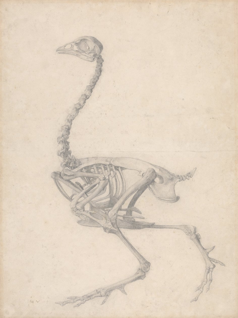 Fågelskelett, sidovy (avslutad studie för tabell V) av George Stubbs