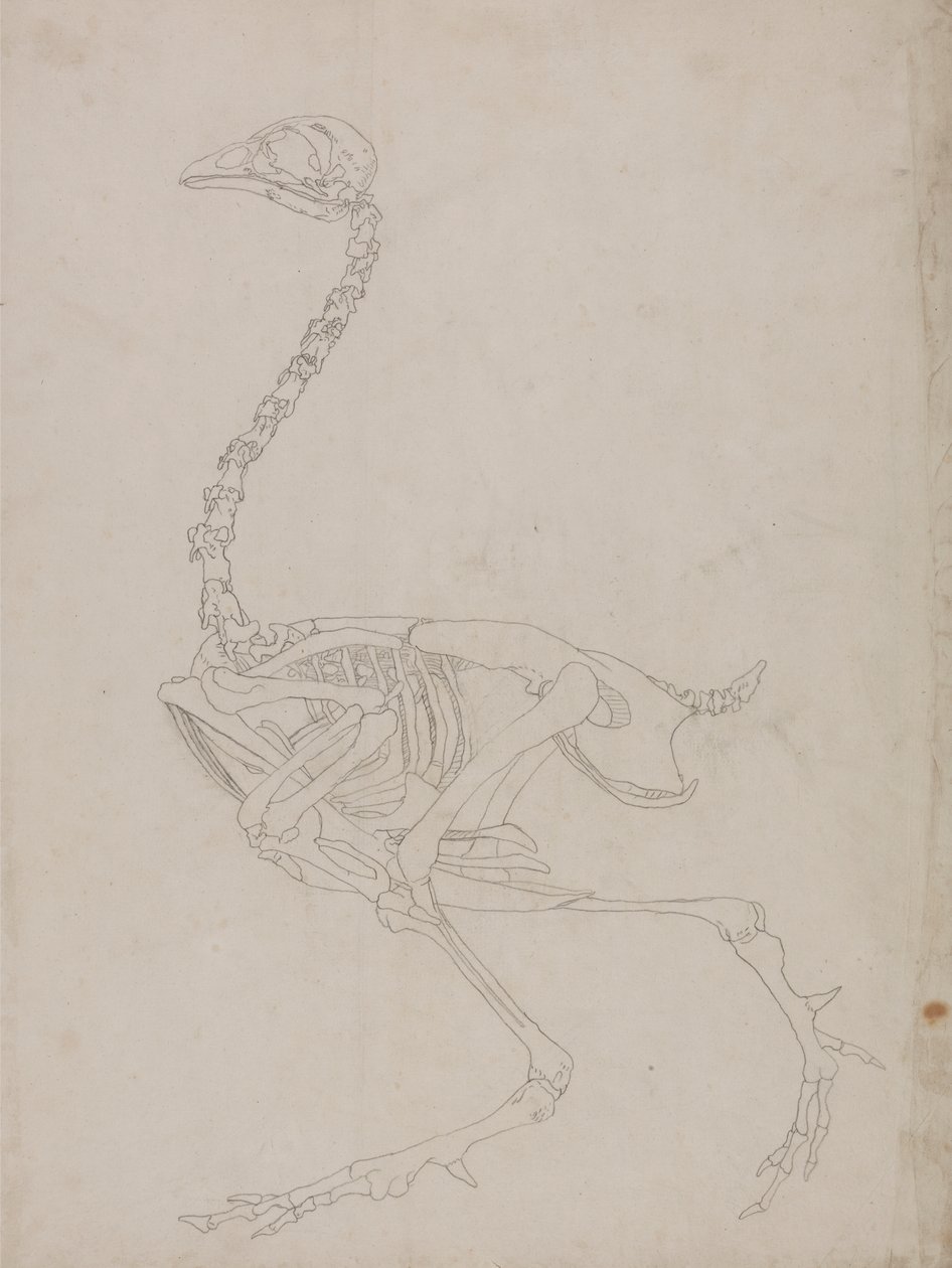 Fowl Skeleton, Lateral View (konturritning av skelettet) av George Stubbs