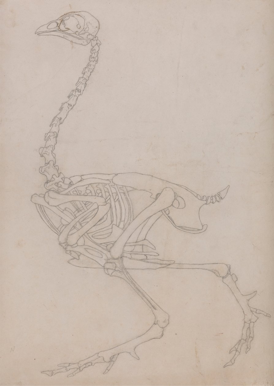 Fowl Skeleton, Lateral View (konturritning av skelettet förberedd för nyckelfiguren i Tabell V) av George Stubbs