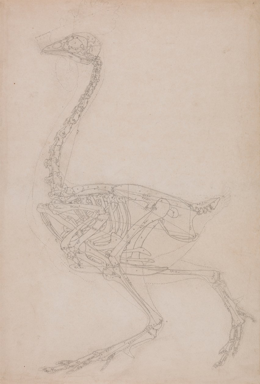 Fågelskelett, sidovy (förmodligen grundläggande studie av proportionerna av fågelskelettet som används för andra ritningar) av George Stubbs