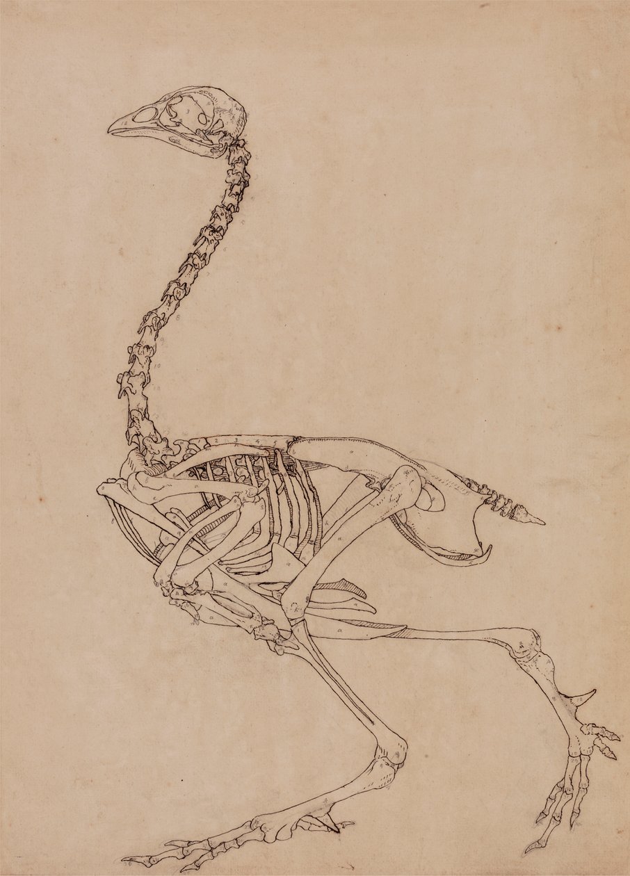 Fowl Skeleton, Lateral View (Studie för nyckeltalet till tabell V) av George Stubbs
