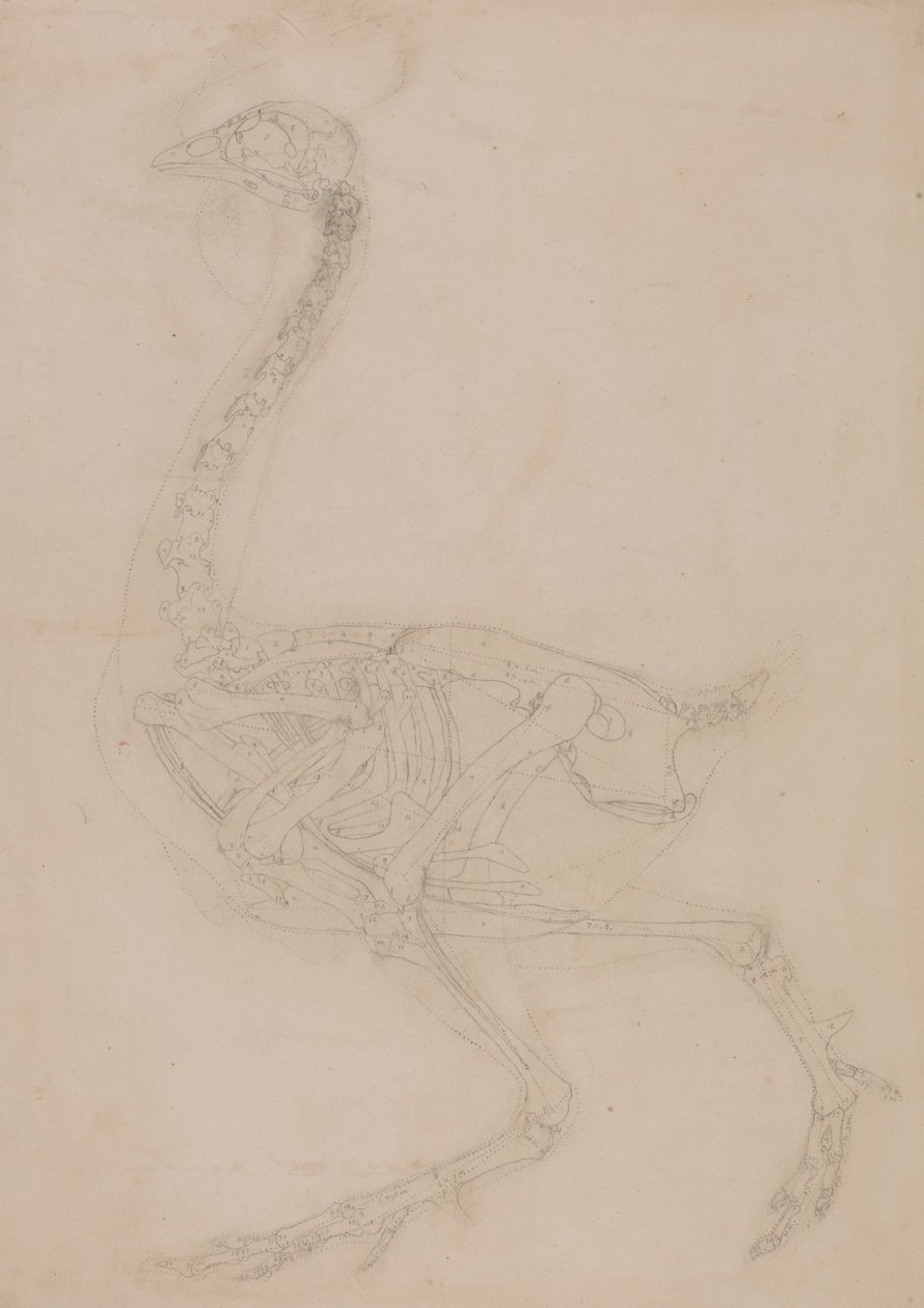 Fågelskelett, sidovy av George Stubbs