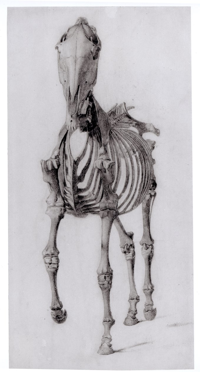 Framifrån av skelettet av en häst, studie nr 10 från The Anatomy of the Horse, 1766 av George Stubbs
