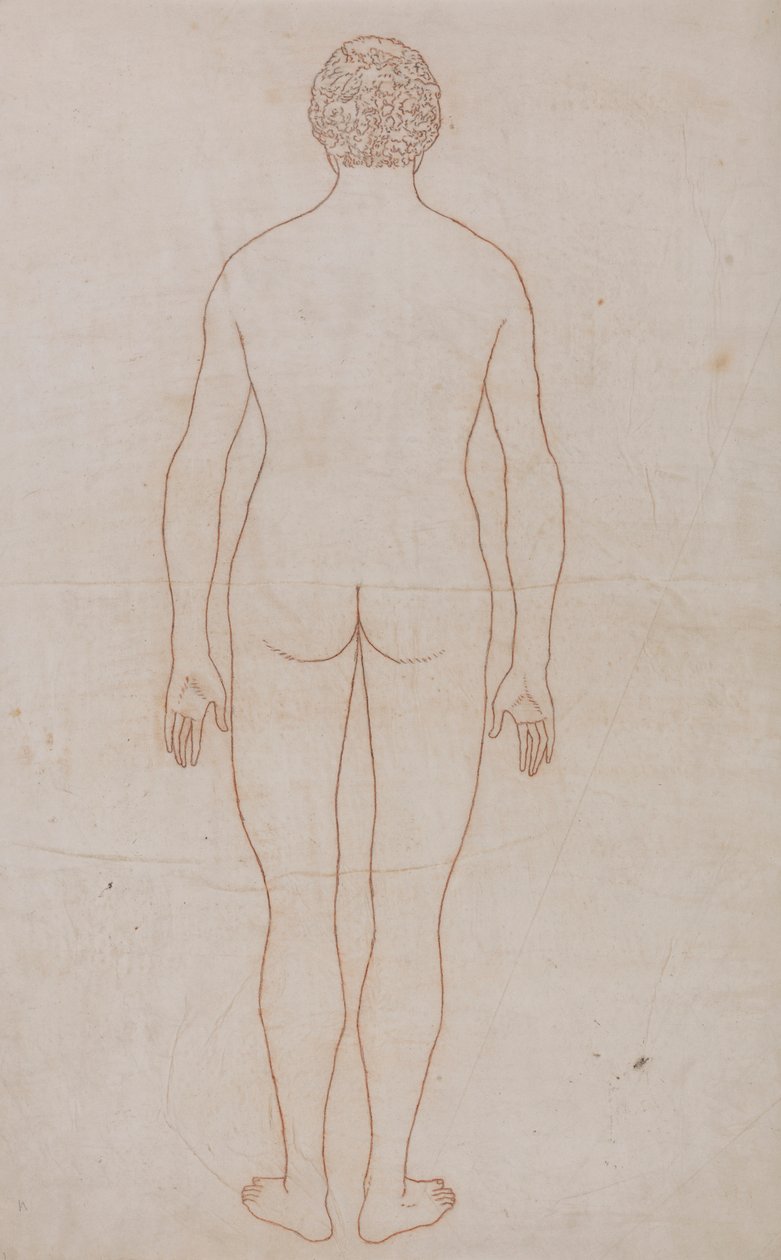 Människokroppen, bakifrån (konturritning för tabell VII) av George Stubbs