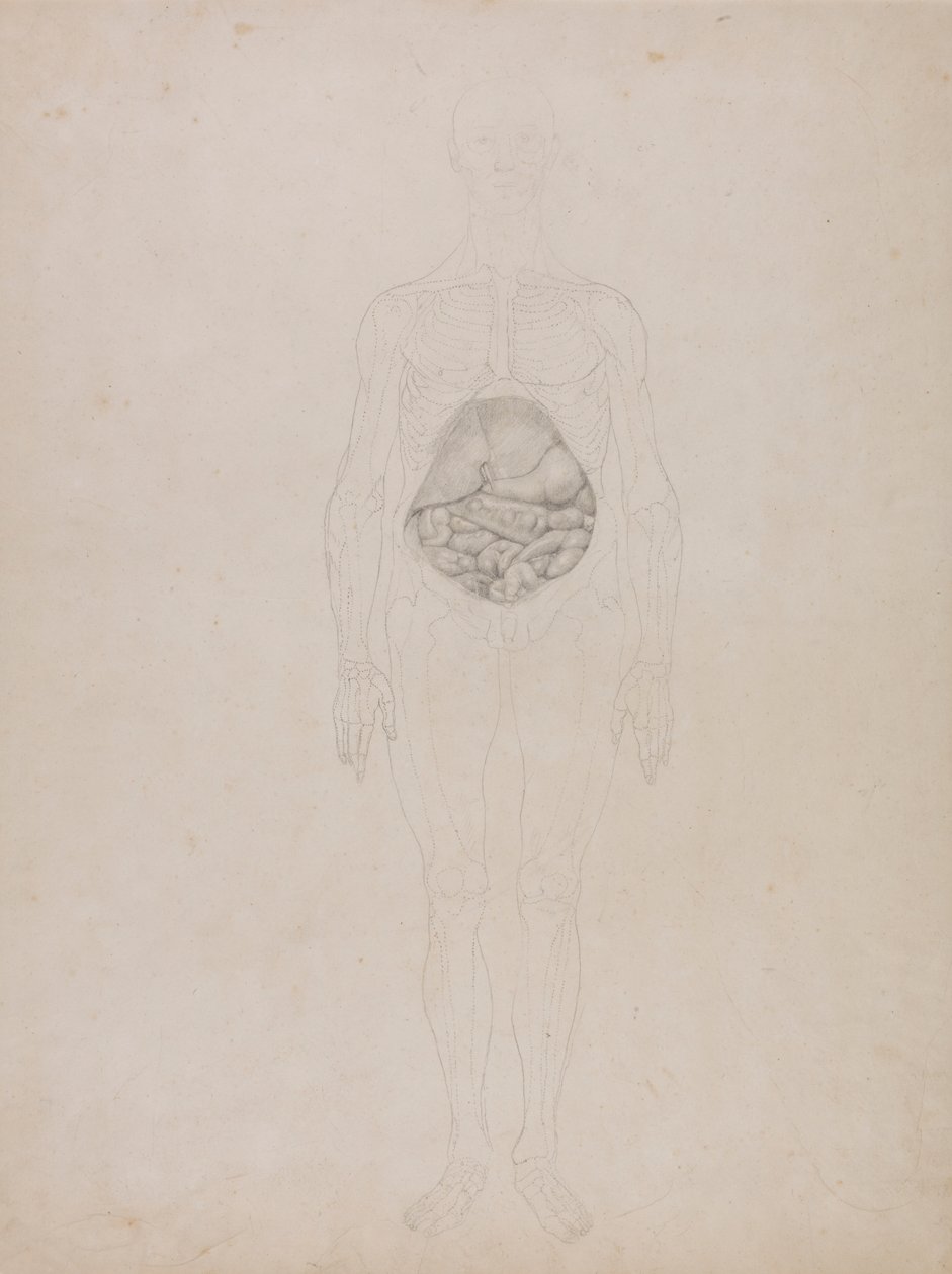 Människofigur, framifrån (konturritning) av George Stubbs