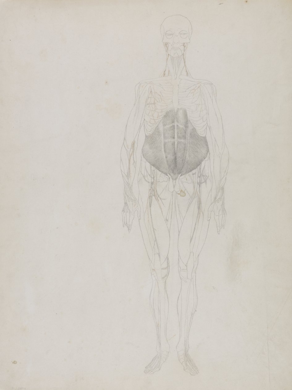 Människofigur, Anterior View, från "En jämförande anatomisk beskrivning av människokroppens struktur med en tiger och en vanlig fågel" av George Stubbs