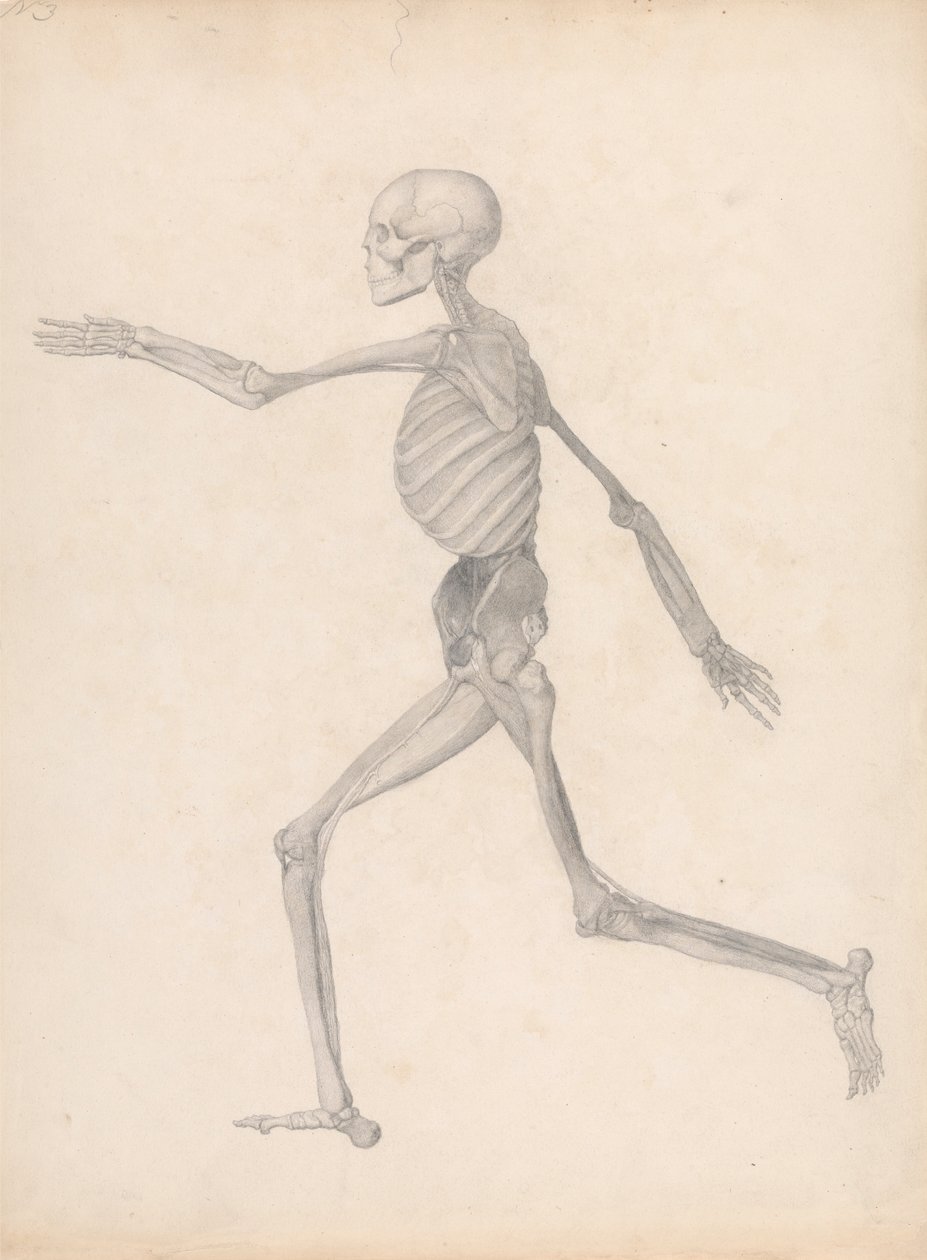 Mänsklig figur, sidovy (Färdig studie för en opublicerad tabell, som representerar det sista steget i dissektionen) av George Stubbs