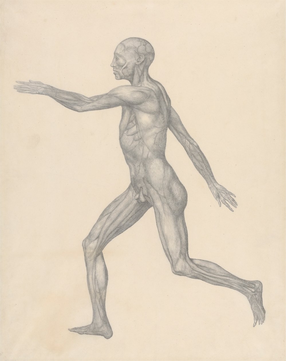 Människofigur, sidovy, efter avlägsnande av huden och de underliggande skikten i ansiktet (avslutad studie för tabell XIII) av George Stubbs