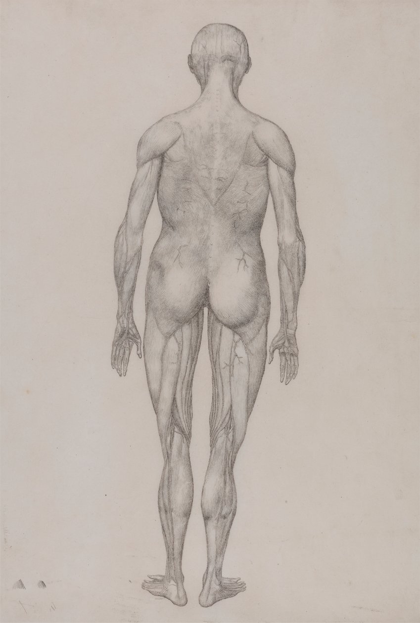 Människofigur, posteriorvy (nästan identisk med färdig ritning för tabell XII) av George Stubbs