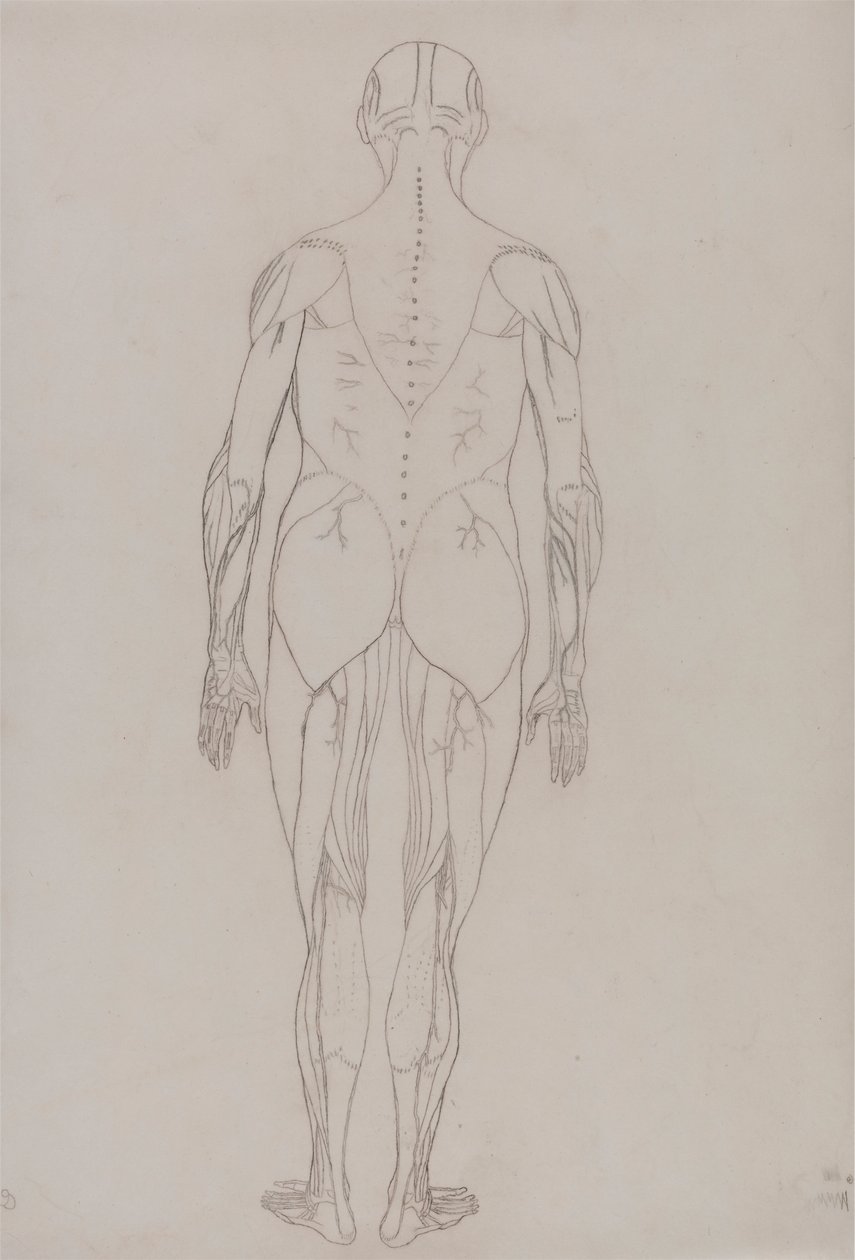 Människofigur, posteriorvy (konturritning för nyckelfigur till tabell XII) av George Stubbs