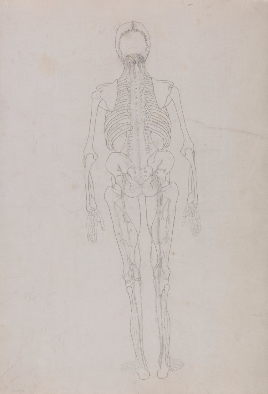 Människofigur, posteriorvy (konturritning för en nyckelfigur som visar dissektionens slutskede) av George Stubbs