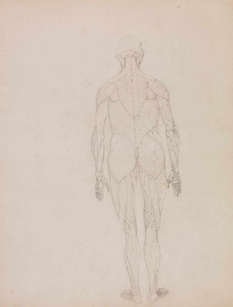 Människofigur, posteriorvy (konturritning för nyckelfigur till tabell XII) av George Stubbs
