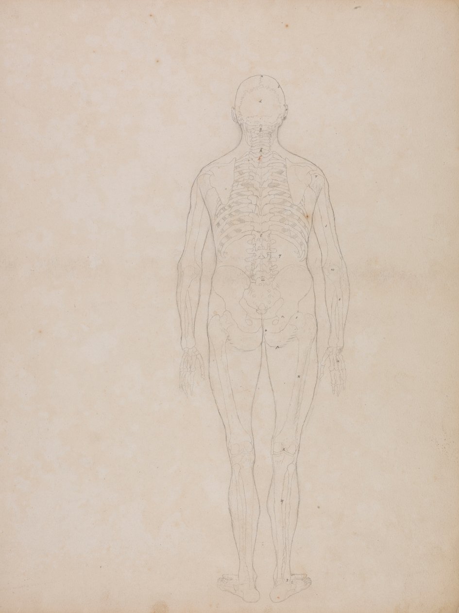 Människofigur, posterior vy av George Stubbs