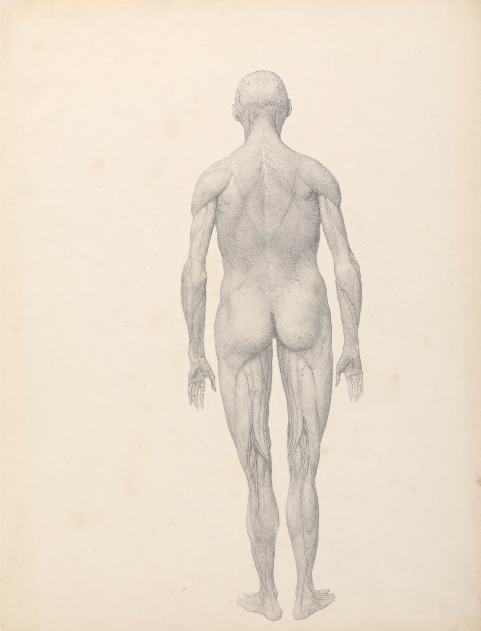 Människofigur, posteriorvy, delvis dissekerad (avslutad studie för tabell XII) av George Stubbs