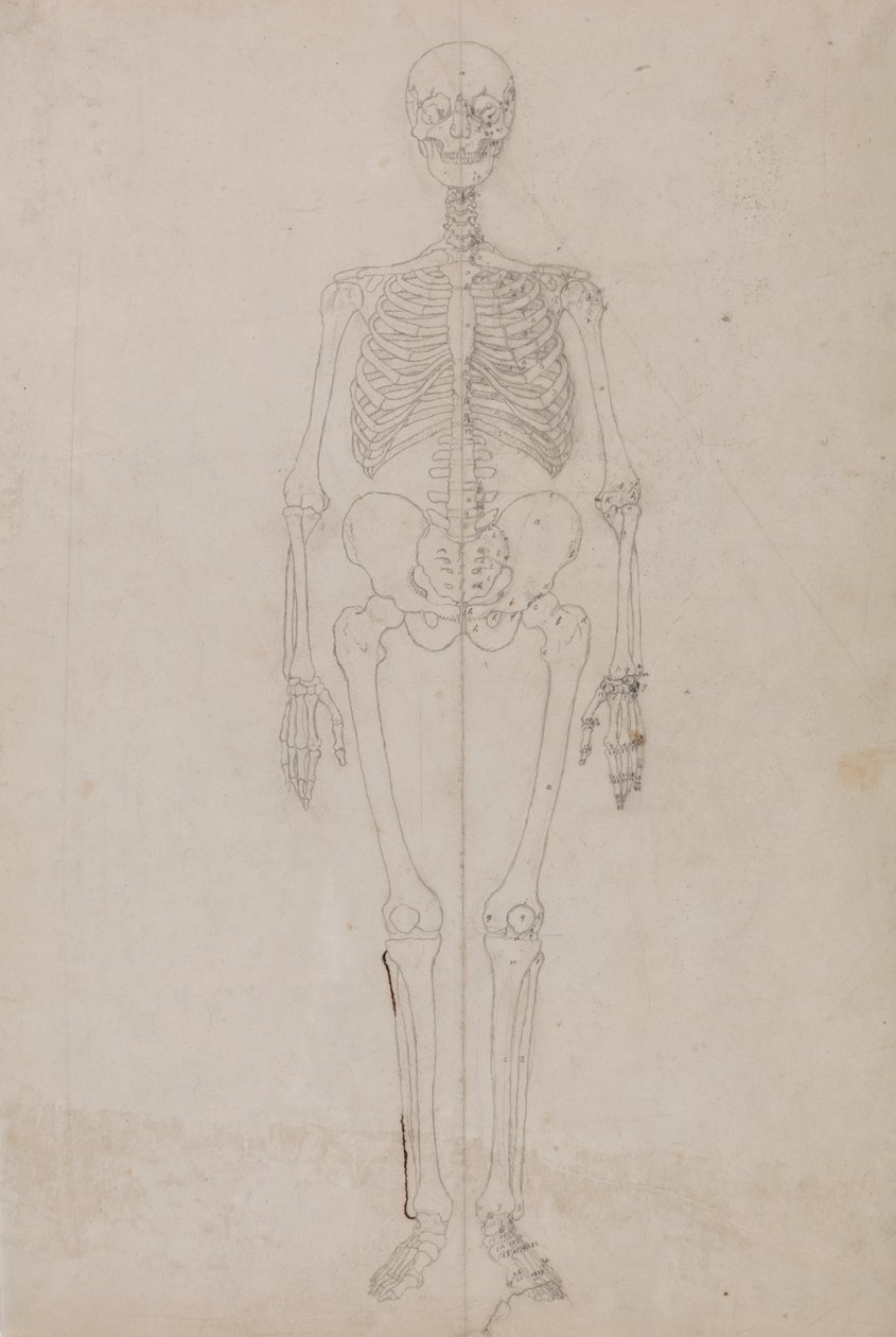 Mänskligt skelett, framifrån (slutstudie) av George Stubbs