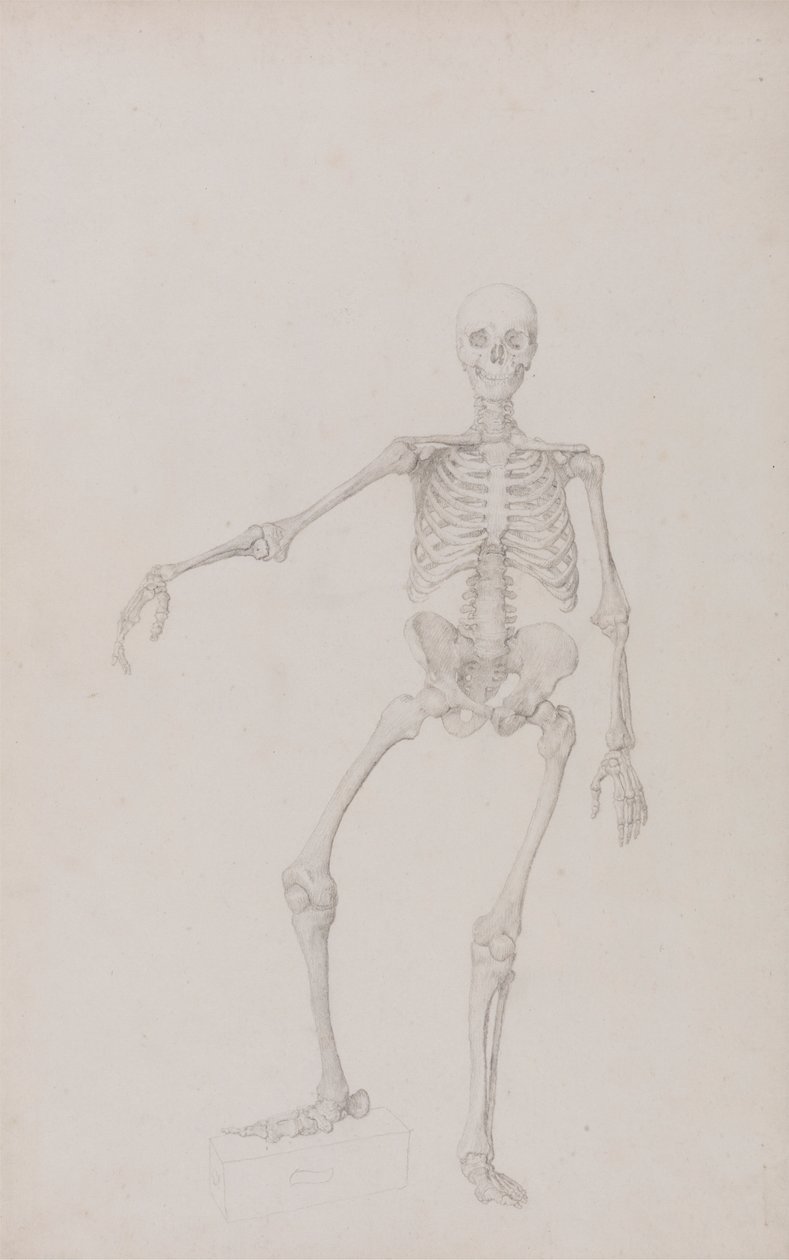 Mänskligt skelett, framifrån (höger arm utsträckt; färdig studie för opublicerad tabell) av George Stubbs