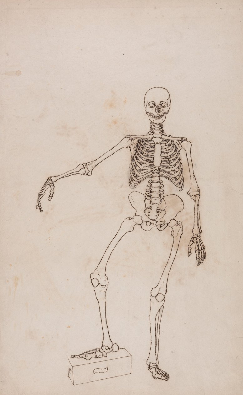 Mänskligt skelett, framifrån av George Stubbs