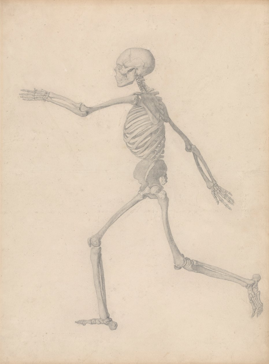 Mänskligt skelett, sidovy (nära den slutliga studien för tabell III men skiljer sig i detalj) av George Stubbs