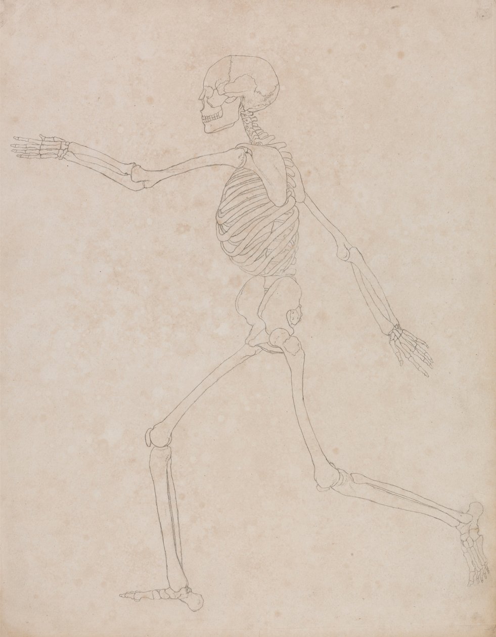 Mänskligt skelett, sidovy (kan ha förberetts från början för att användas som nyckelfigur i Tabell III men övergavs senare) av George Stubbs