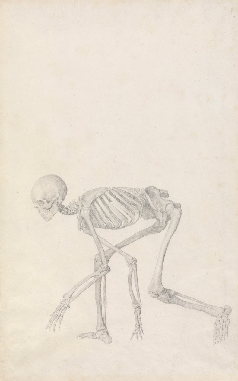 Mänskligt skelett, sidovy (i hukande ställning; avslutad studie för en opublicerad tabell) av George Stubbs