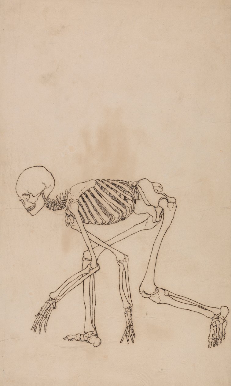 Mänskligt skelett, sidovy av George Stubbs