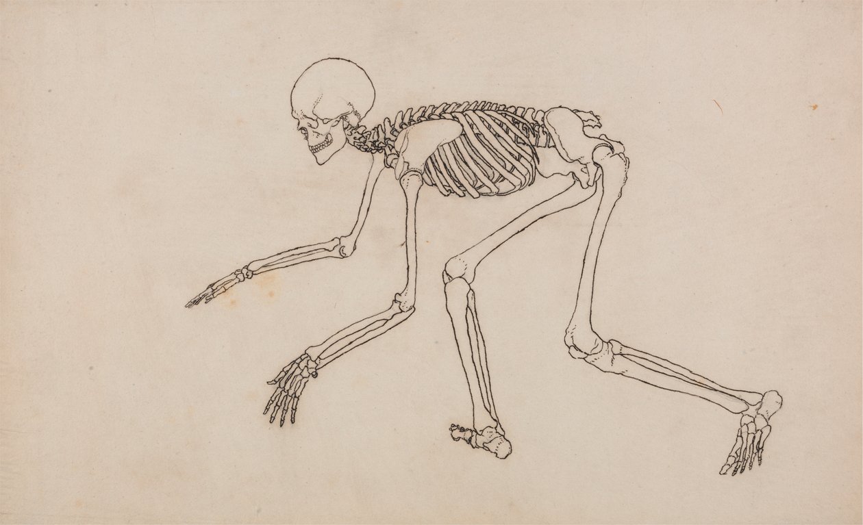 Mänskligt skelett, sidovy av George Stubbs