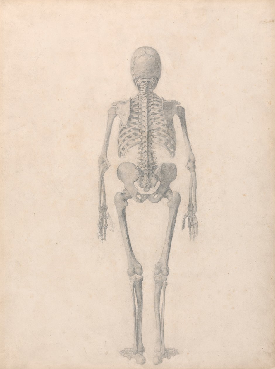 Mänskligt skelett, bakifrån (avslutad studie för tabell II) av George Stubbs