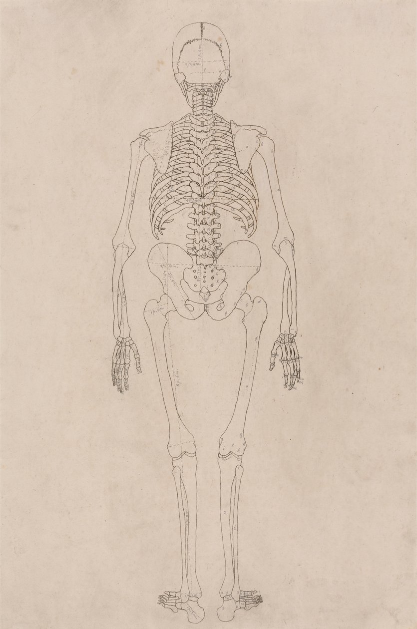 Mänskligt skelett, posterior vy (avser tabell II) av George Stubbs