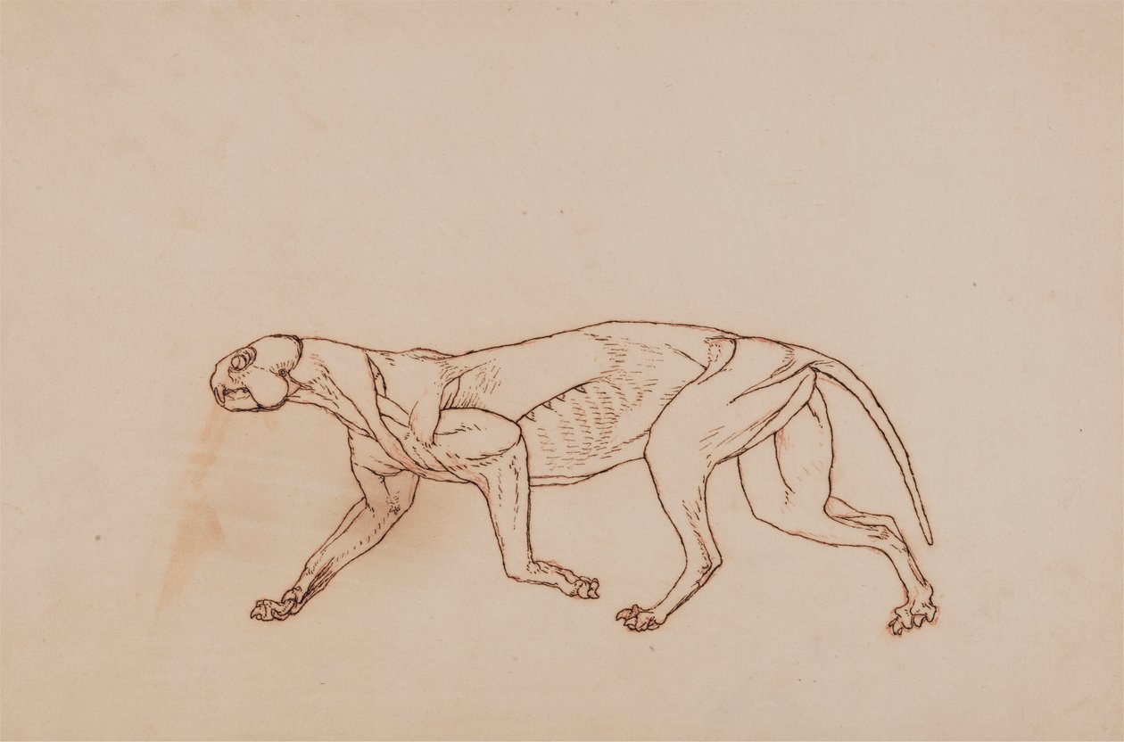 Leopardkropp, sidovy (senare skede i dissektion, ytlig bindväv och öron avlägsnade) av George Stubbs