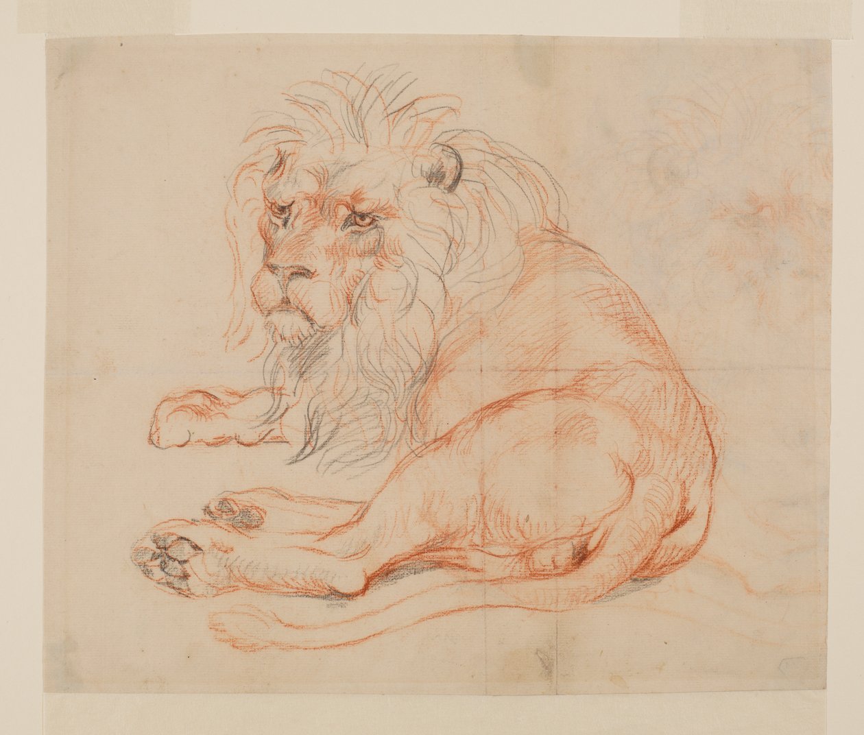 Lejonsvila, recto, 1700- eller 1800-tal av George Stubbs