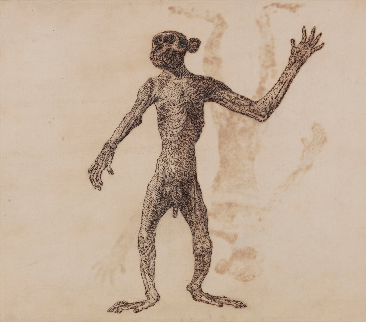 Apa Stående, Framifrån av George Stubbs