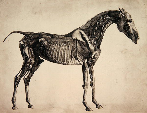 Plåt från "The Anatomy of the Horse", c.1766 (gravyr) av George Stubbs