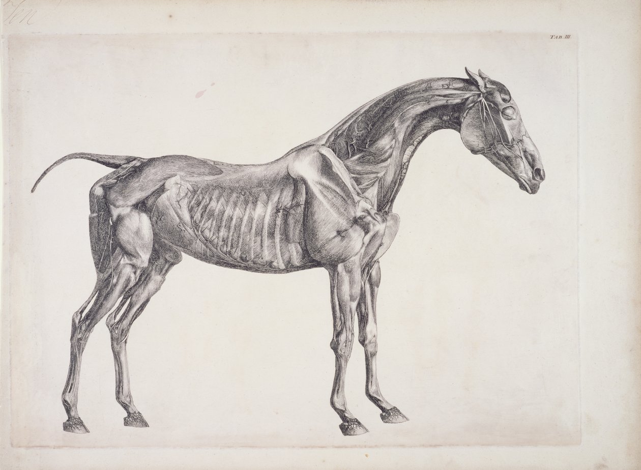 Plåt från The Anatomy of the Horse, c.1766 av George Stubbs