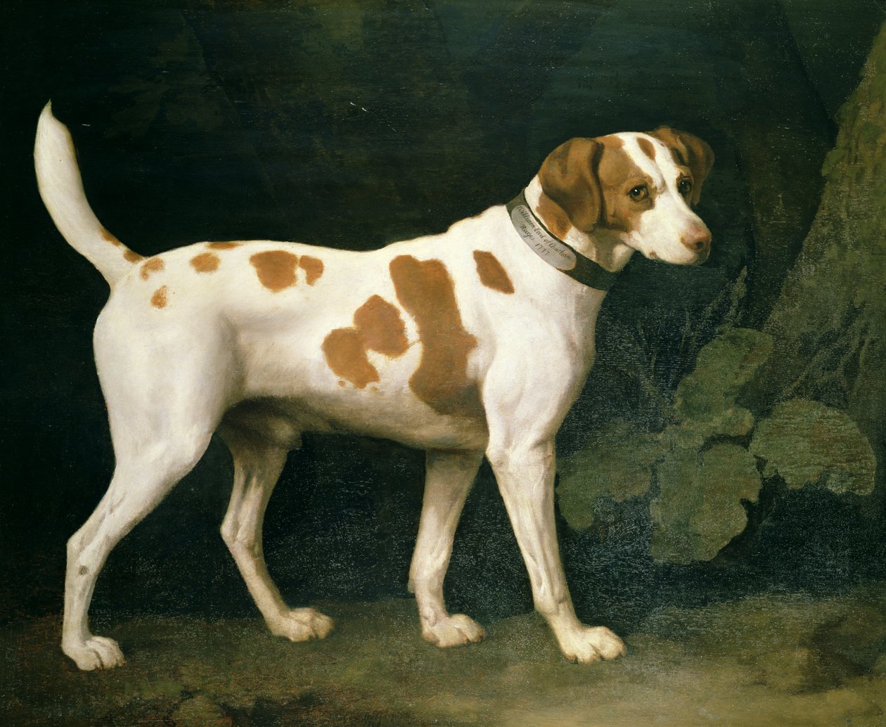 Porträtt av en hund som tillhör William Pitt av George Stubbs
