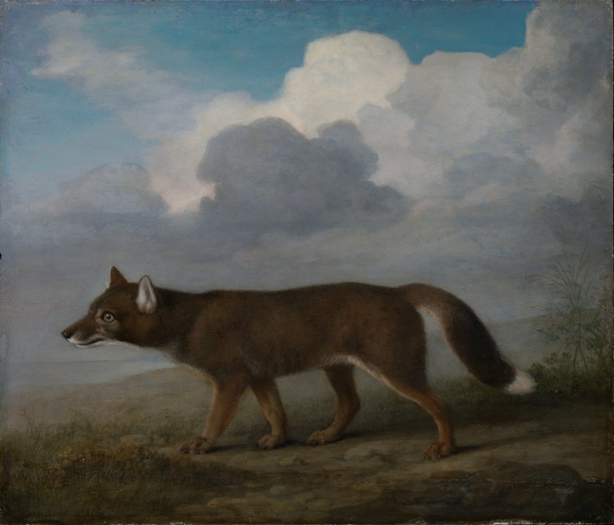 Porträtt av en stor hund (Dingo) av George Stubbs