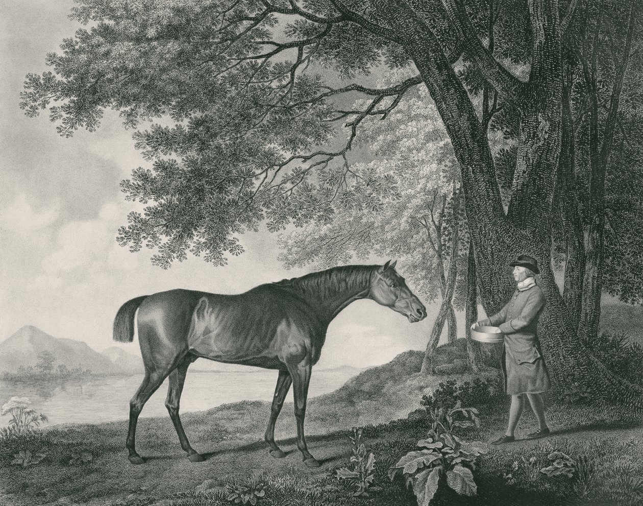Sharke, graverad av George Townley Stubbs (1756-1815) pub. 1794 (etsning) av George Stubbs